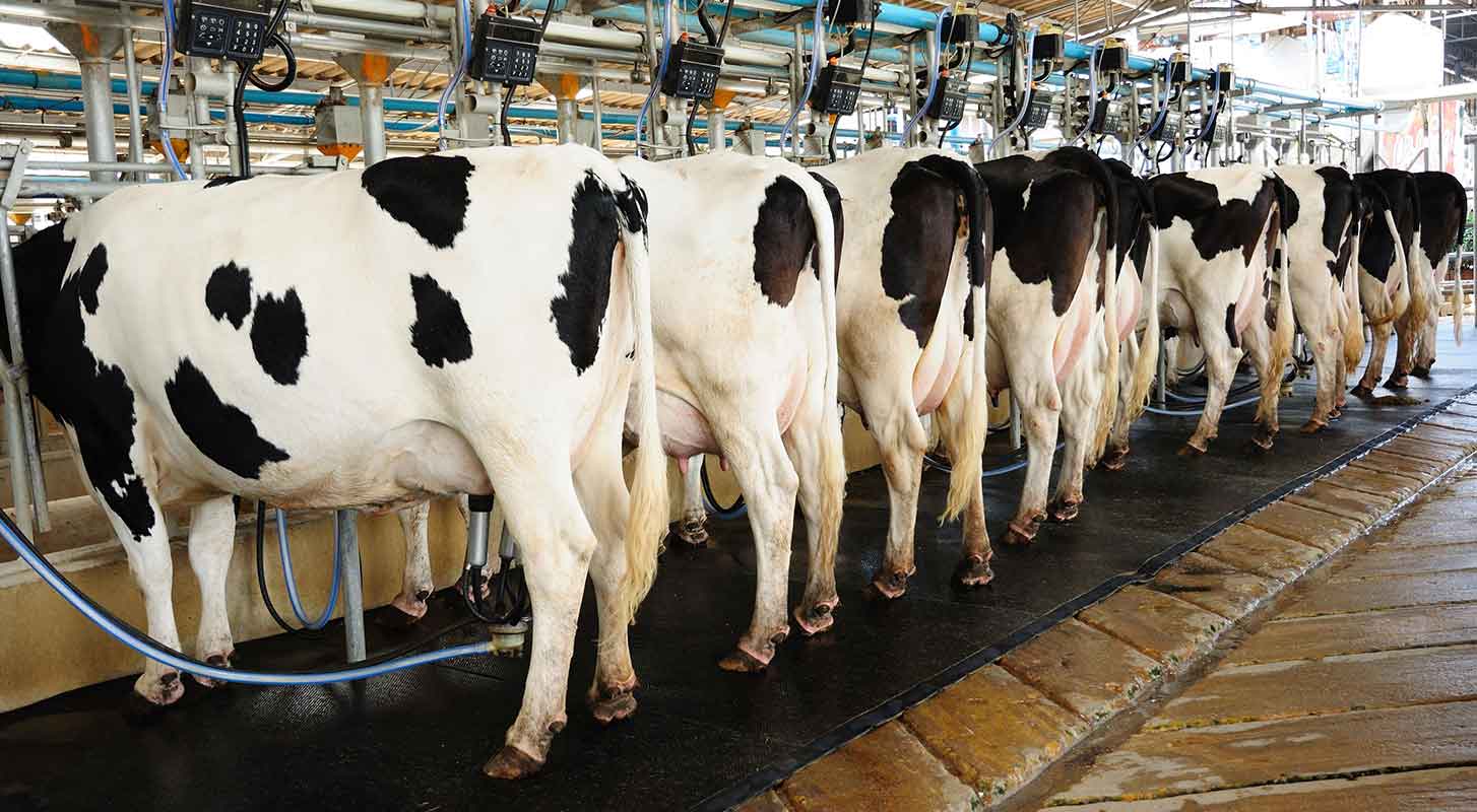 Direki Group Dairy Farming
