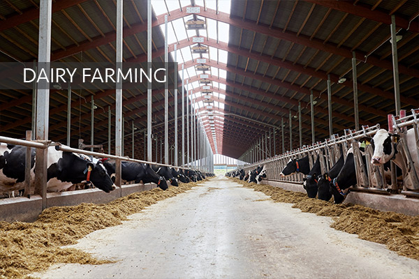 Direki Group Dairy Farming