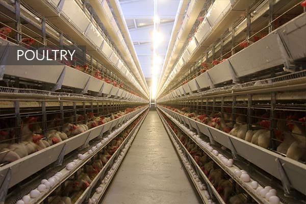 Direki Group Poultry